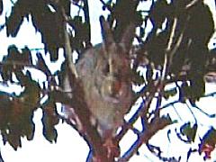 Rabbit in Tree